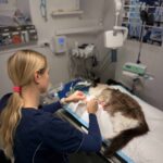 Grundtvigs Dyreklinik
