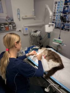 Grundtvigs Dyreklinik