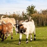 Lebenshof für Tiere e.V.