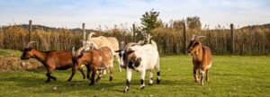 Lebenshof für Tiere e.V.