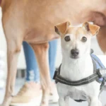 Tierärztliche Klinik für Klein- und Heimtiere