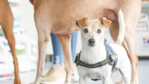 Tierärztliche Klinik für Klein- und Heimtiere