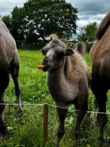 Munkholm Zoo