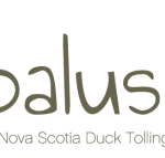 Lepalus – Nova Scotia Duck Tolling Retriever