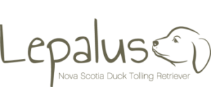 Lepalus - Nova Scotia Duck Tolling Retriever