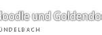 Labradoodles und Goldendoodles vom Gründelbach