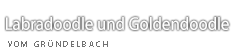 Labradoodles und Goldendoodles vom Gründelbach