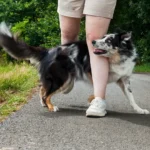 Mobile Hundeschule Pawsitive Dogs