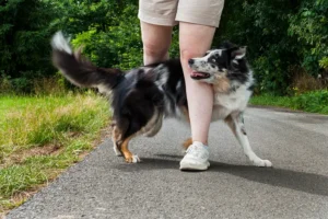 Mobile Hundeschule Pawsitive Dogs