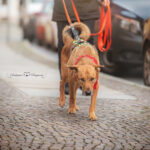 Dogs-n-Joy – Mantrailing Sachsen