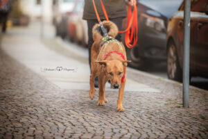 Dogs-n-Joy - Mantrailing Sachsen