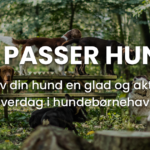 Vi passer hund
