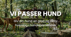 Vi passer hund