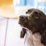 Evidensia Tierärztliche Klinik für Kleintiere Norderstedt GmbH