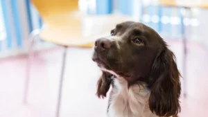 Evidensia Tierärztliche Klinik für Kleintiere Norderstedt GmbH