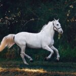 Pferde – Ziegenalm Nassweiler e.V.