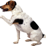 Doggywalk – Når din hund skal luftes