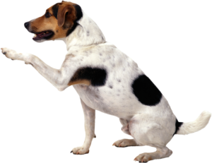 Doggywalk - Når din hund skal luftes