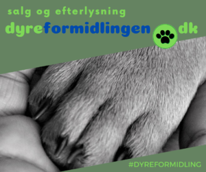 Dyreformidlingen.dk