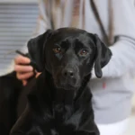 Tierklinik Betzdorf – Fachklinik für Kleintiere