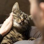Katzenbetreuung Schmusetiger – Catsitter Munich