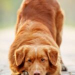Danish Kennel Club