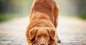 Danish Kennel Club