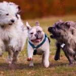 Slangerup Hundepension