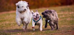 Slangerup Hundepension