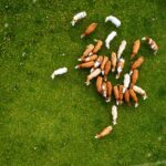 Mobile Tierarztpraxis Galas FÜR PFERDE UND WIEDERKÄUER