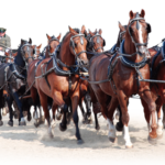 Landgestüt Redefin