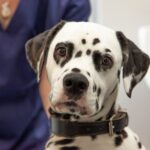 Veterinary practice for small animals