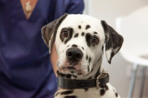 Veterinary practice for small animals