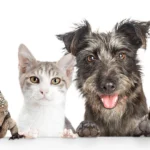 Veterinary clinic in Schwerin