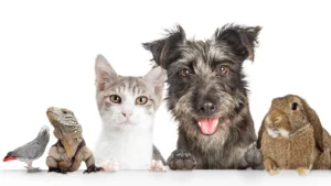 Veterinary clinic in Schwerin