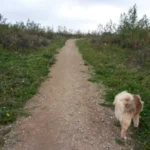 Rønnebæk Hundeskov