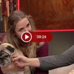 Kiropraktik Dyrlægen v/Camilla Rasmussen